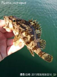 タケノコメバル