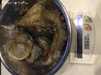マダコ
