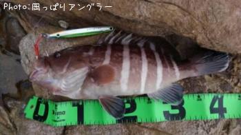 マハタ