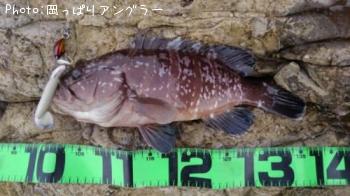 マハタ