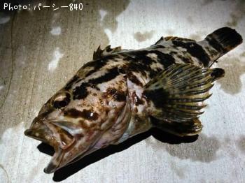タケノコメバル