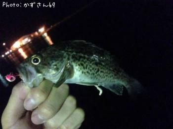 ソイ