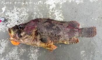 ヨロイメバル