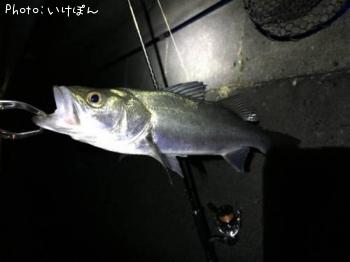 シーバス