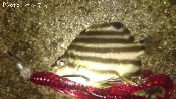 なんの魚？