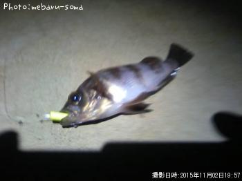 メバル