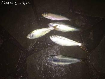 アジ