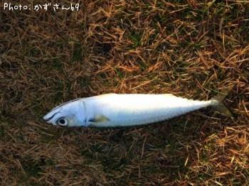 サバ