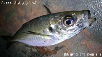 アジ＆メバル＆シーバス