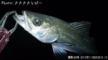 アジ＆メバル＆シーバス
