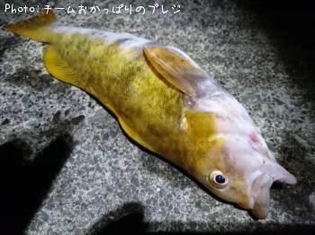 アイナメ