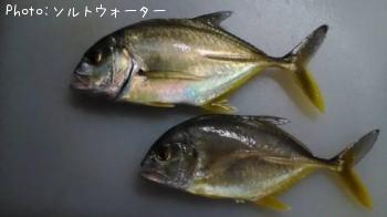 メッキ