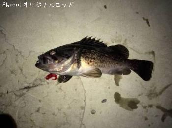 ソイ