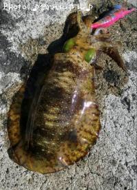 屨±