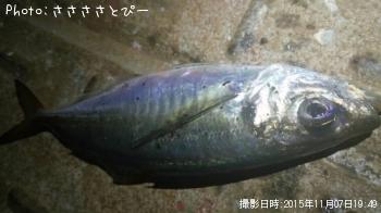 アジ＆メバル