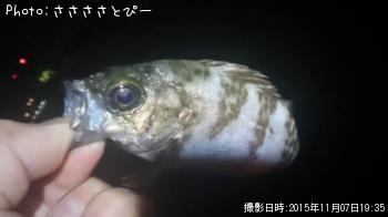 アジ＆メバル