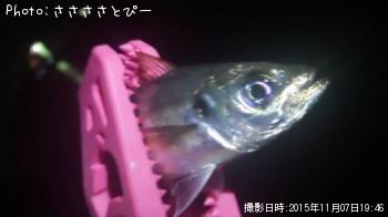 アジ＆メバル