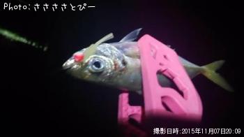 アジ＆メバル