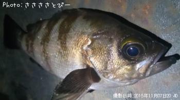 アジ＆メバル