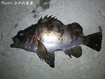 メバル