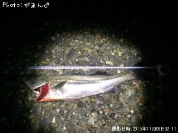 シーバス