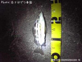 謎の魚