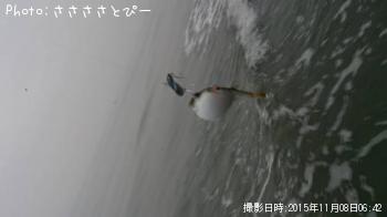 サーフ太刀魚＆グーフー