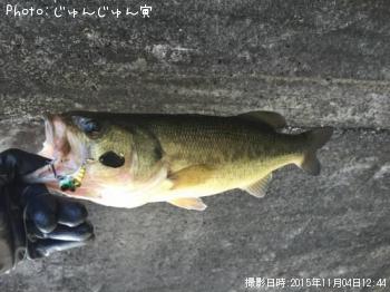 ブラックバス