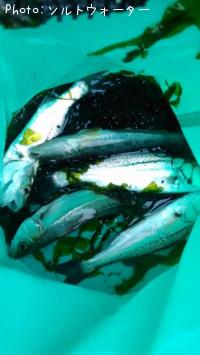 セイゴ、ハゼ、ワカメ