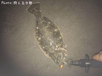 ヒラメ