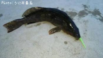 アイナメ