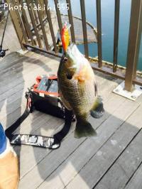 ¥Ö¥ë¡¼¥®¥ë