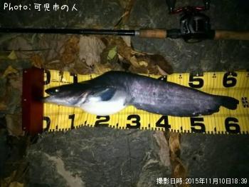 ナマズ