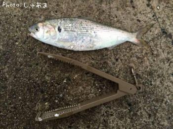 コノシロ