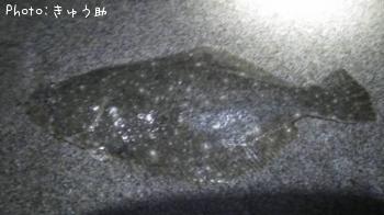 ソゲ