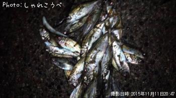 アジ