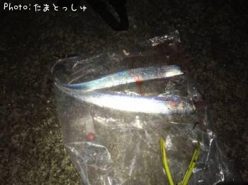 太刀魚