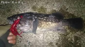 クロソイ