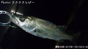 アジ＆メバル＆シーバス