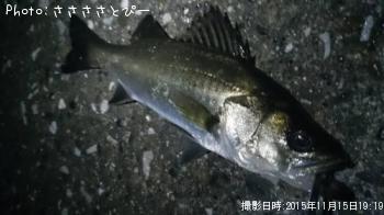 アジ＆メバル＆シーバス