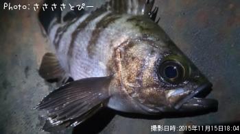 アジ＆メバル＆シーバス