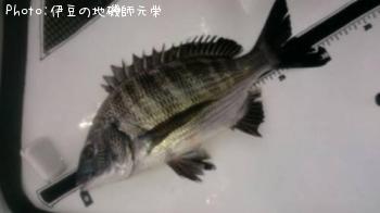 クロダイ