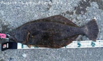 ヒラメ
