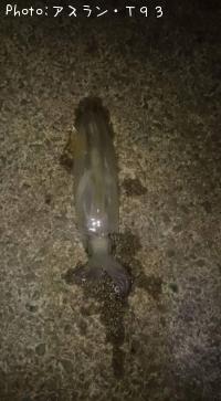 ヤリイカ