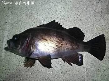 メバル