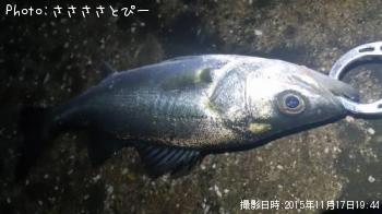 シーバス