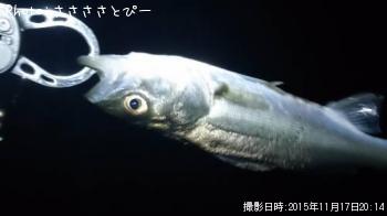 シーバス