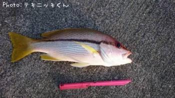 ジューマー（ヒトスジタマガシラ）