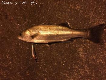シーバス