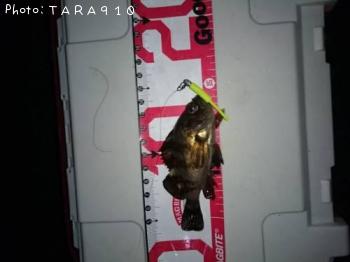 チビル